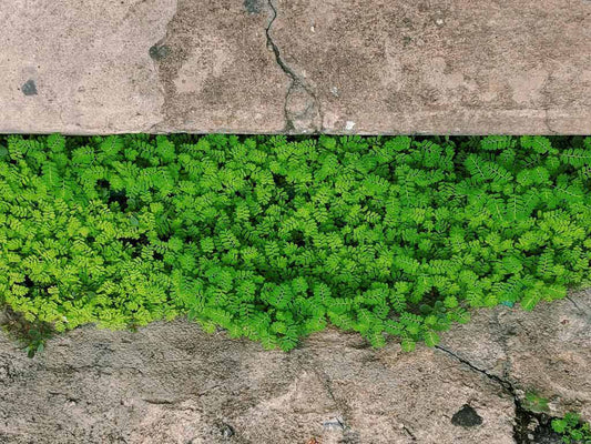 Here’s why concrete is the next big thing in the interior decor and lifestyle space