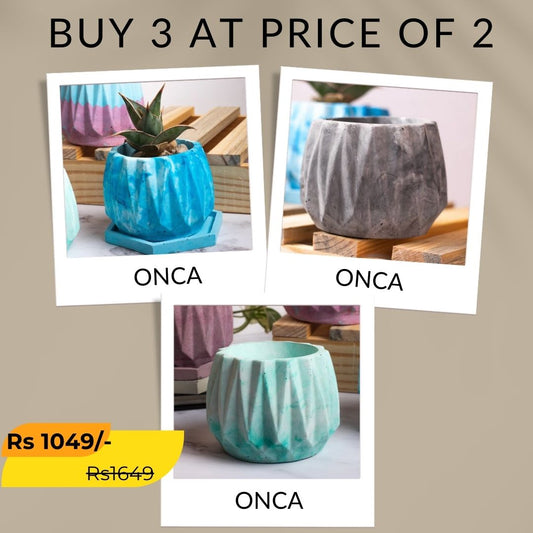 Best seller planter combo 20