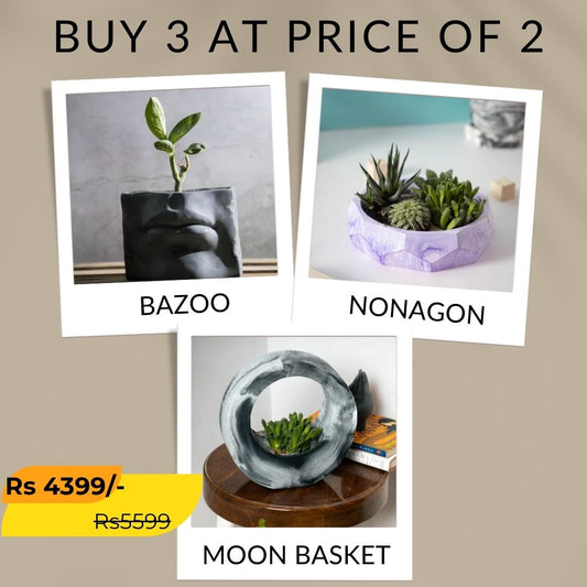 Best seller planter combo 24