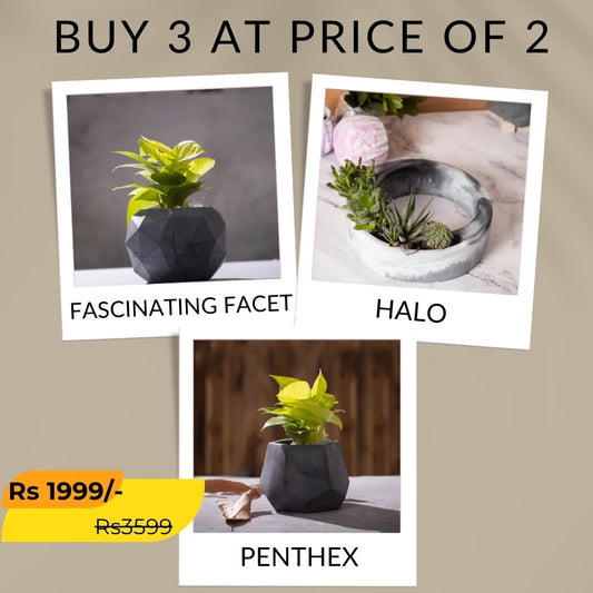 Best seller planter combo 34