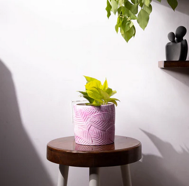 Best seller planter combo 5