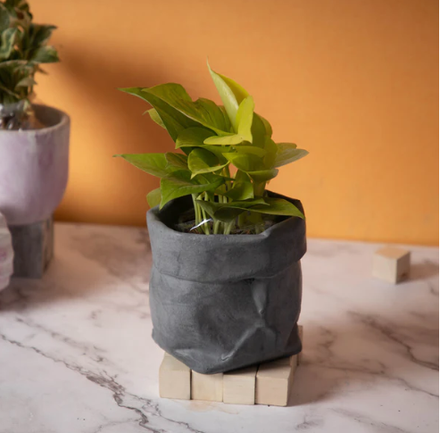 Best seller planter combo 29