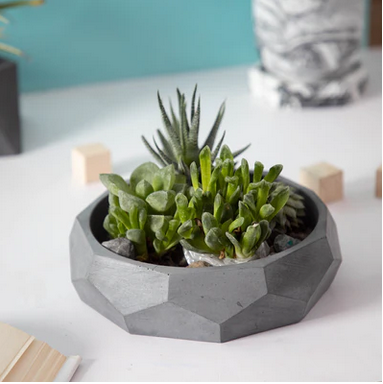 Best seller planter combo 2