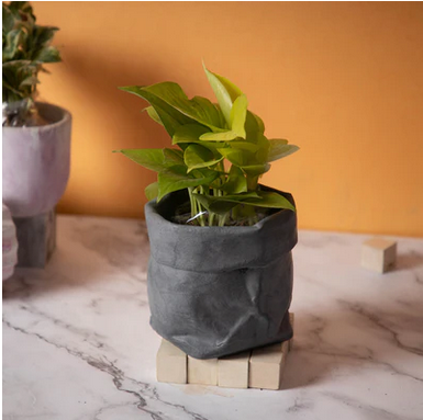 Best seller planter combo 2