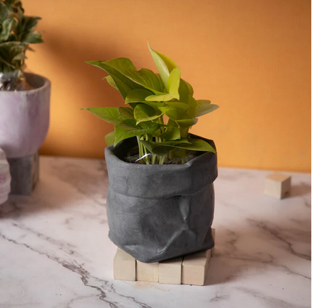 Best seller planter combo 16