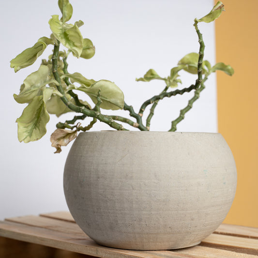 Orb Planter Cement Finish - Classic Concrete Succulent Planter in lively earthy colours, perfect for home decor & gifting.