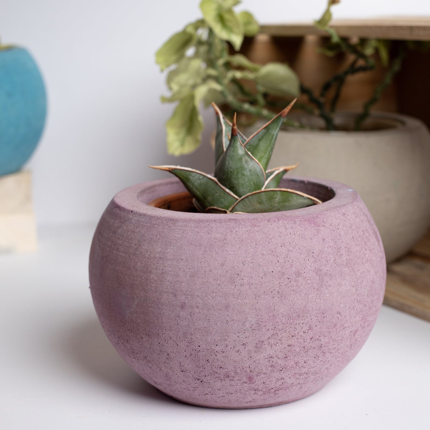 Orb Planter Midnight Blue - Classic Concrete Succulent Planter in lively earthy colours, perfect for home decor & gifting.