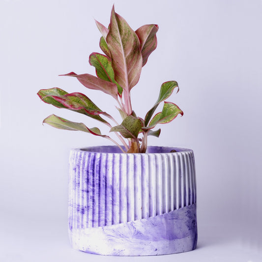 Kurl Planter Orchid Marble - Best Geometric Planter for Balcony & Garden