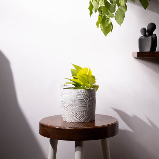 Frond-Cement finish-Leaf Imprint Planter, features an Embossed Leaves texture