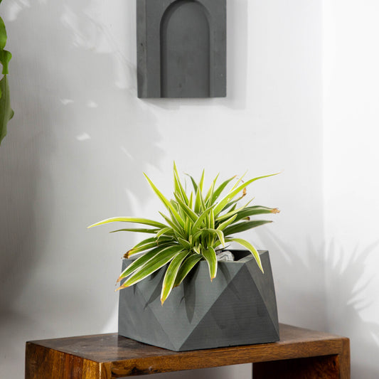 Tripent-Dark Concrete-Trendy Faceted Planter for indoor and outdoor plants