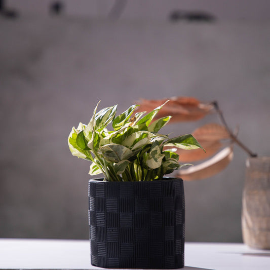 Basketweave-Black-Cylindrical planter with a pattern suitable for indoors and outdoors