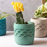 Camber Planter Basil Green - Designer Planter for Succulents or Small Size plants