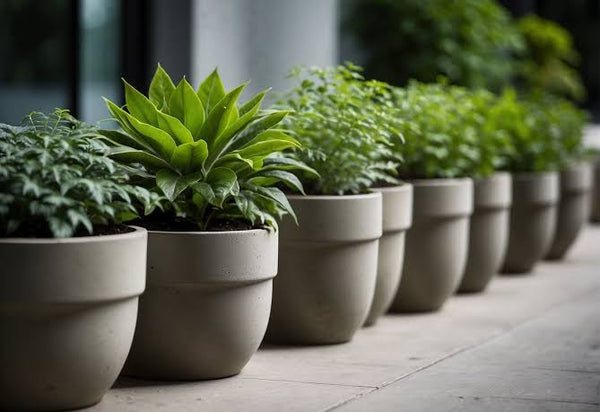 How to Care for Plants in Concrete Planters: Tips for Thriving Greenery