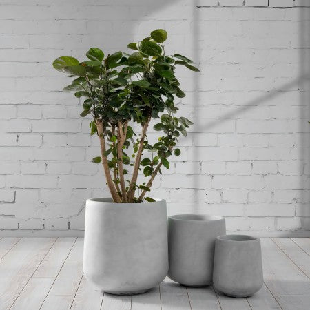 Can Concrete Planters Truly Transform Your Living Spaces?
