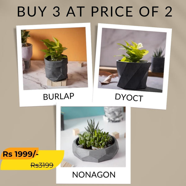 Best seller planter combo 2