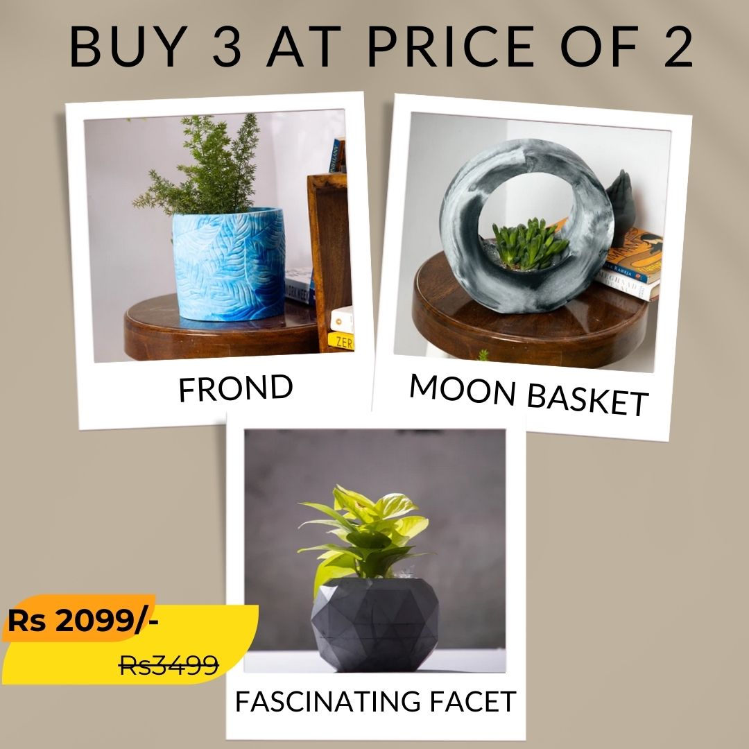 Best seller planter combo 3
