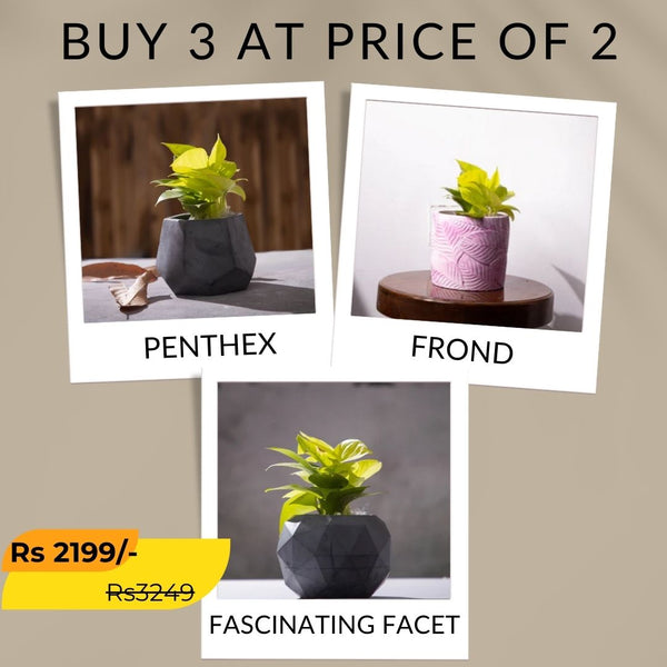 Best seller planter combo 5