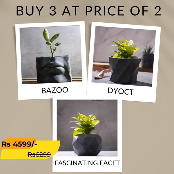 Best seller planter combo 6