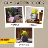 Best seller planter combo 7