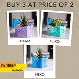 Best seller planter combo 9