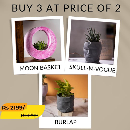Best seller planter combo 16