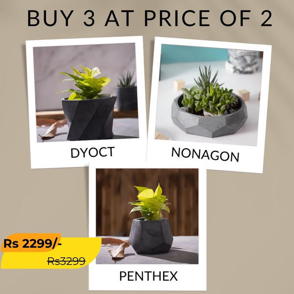 Best seller planter combo 25