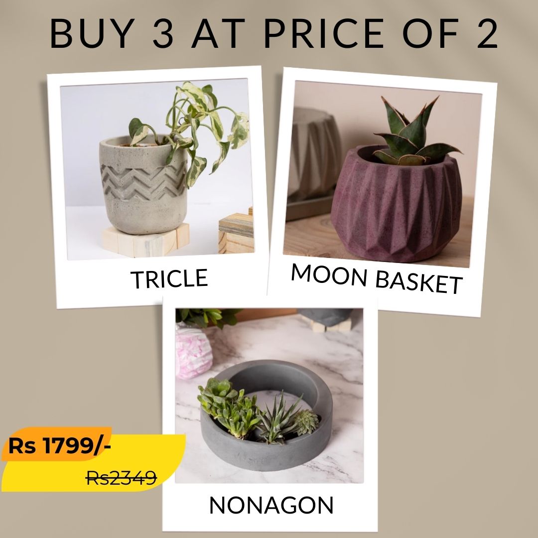 Best seller planter combo 39