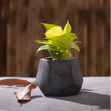 Best seller planter combo 25