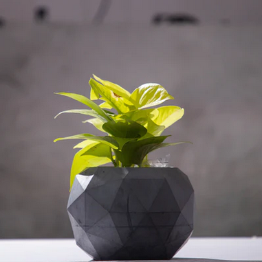 Best seller planter combo 3
