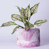 Kurl Planter Mint Marble - Best Geometric Planter for Balcony & Garden