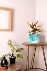 Kurl Planter Mint Marble - Best Geometric Planter for Balcony & Garden