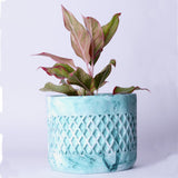 Dimen Planter Orchid Marble - Best Geometric Planter for home Decor for Indoor & Outoor Gardening