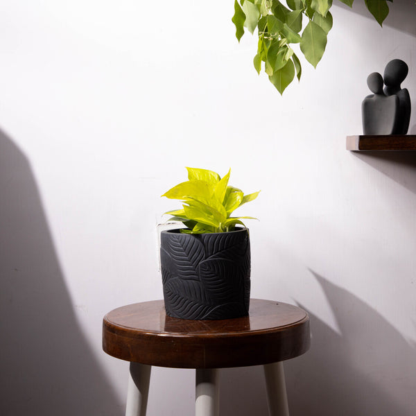 Frond-Black-Leaf Imprint Planter, features an Embossed Leaves texture