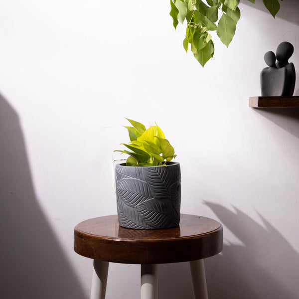 Frond-Dark Concrete-Leaf Imprint Planter, features an Embossed Leaves texture