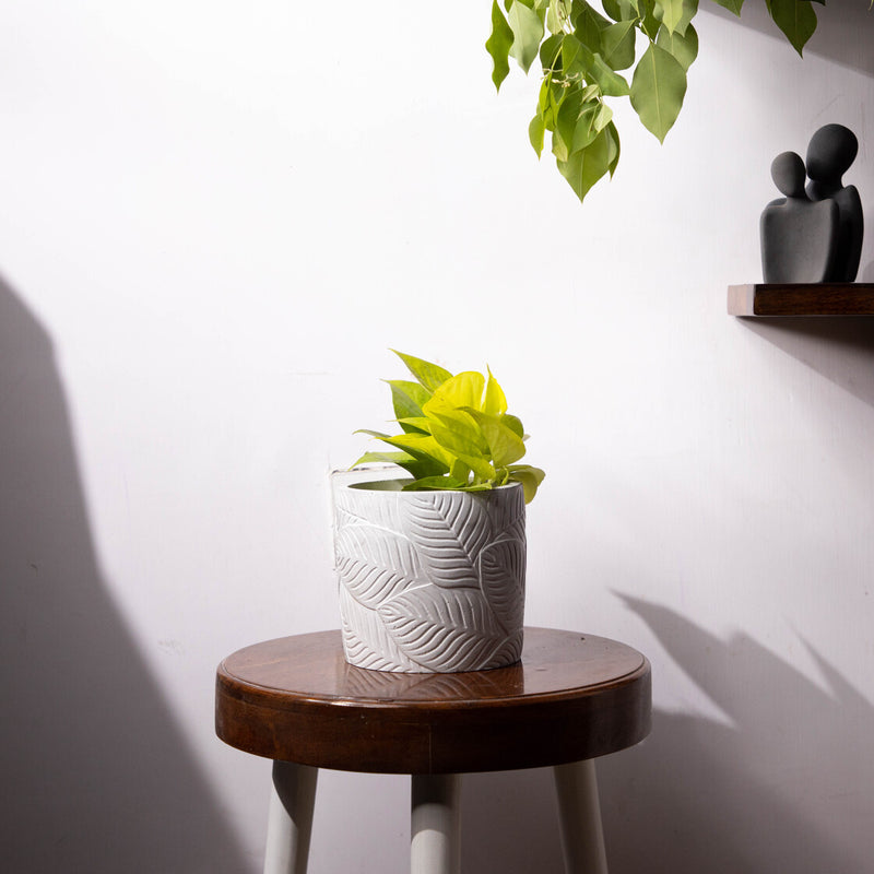 Frond-Dark Concrete-Leaf Imprint Planter, features an Embossed Leaves texture
