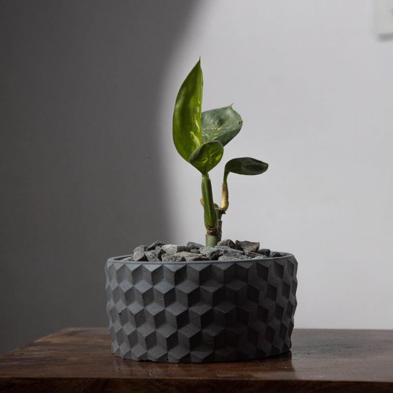 Cubetopia-Dark Concrete-Patterned plant bowl