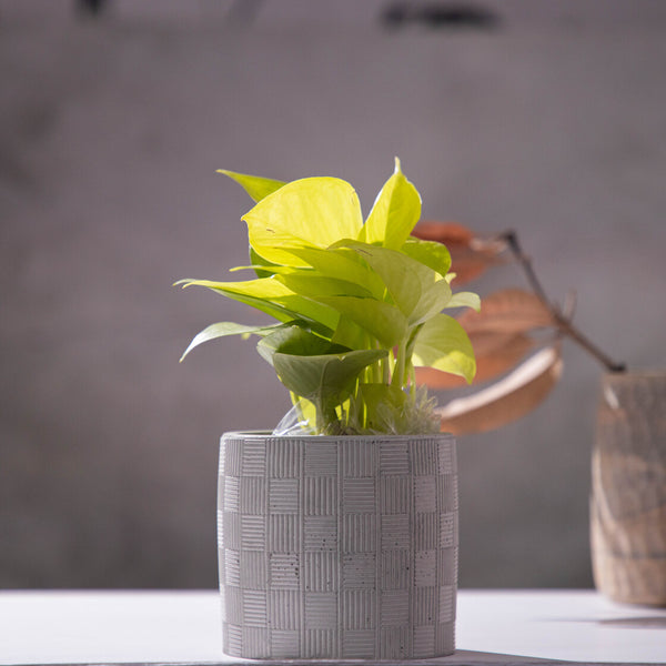 Basketweave-Cement finish-Cylindrical planter with a pattern suitable for indoors and outdoors